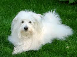 Coton de Tulear Foto