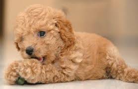 A white Toy Poodle