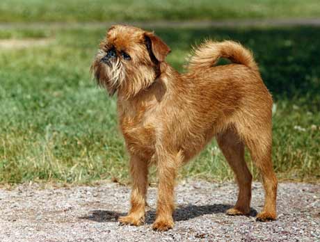 Photo de Griffon Bruxellois