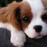 Cavalier King Charles Spaniel
