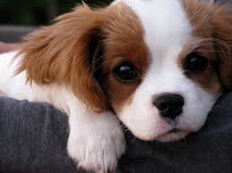Galeria zdjęć Cavalier King Charles Spaniel