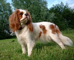 King Charles Spaniel walking