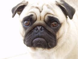 Historical depiction of a pug in art