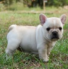 Französische Bulldogge Welpe