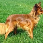 Petit Chien Russe à poil long