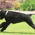 Black Russian Terrier