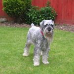 Schnauzer Standard (Mittelschnauzer)
