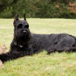 Schnauzer Géant (Riesenschnauzer)