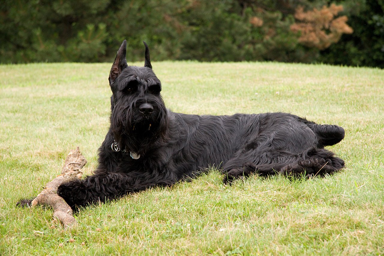 Riesenschnauzer in Bewegung