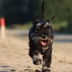 Schnauzer Pitic