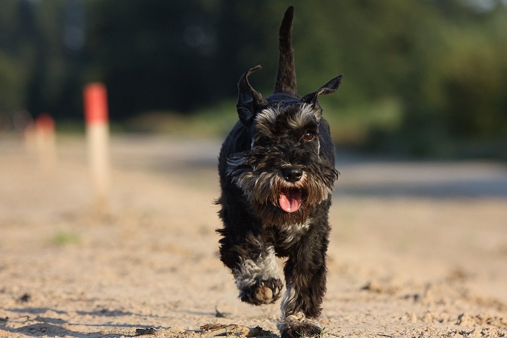 Miniature Schnauzer on a walk