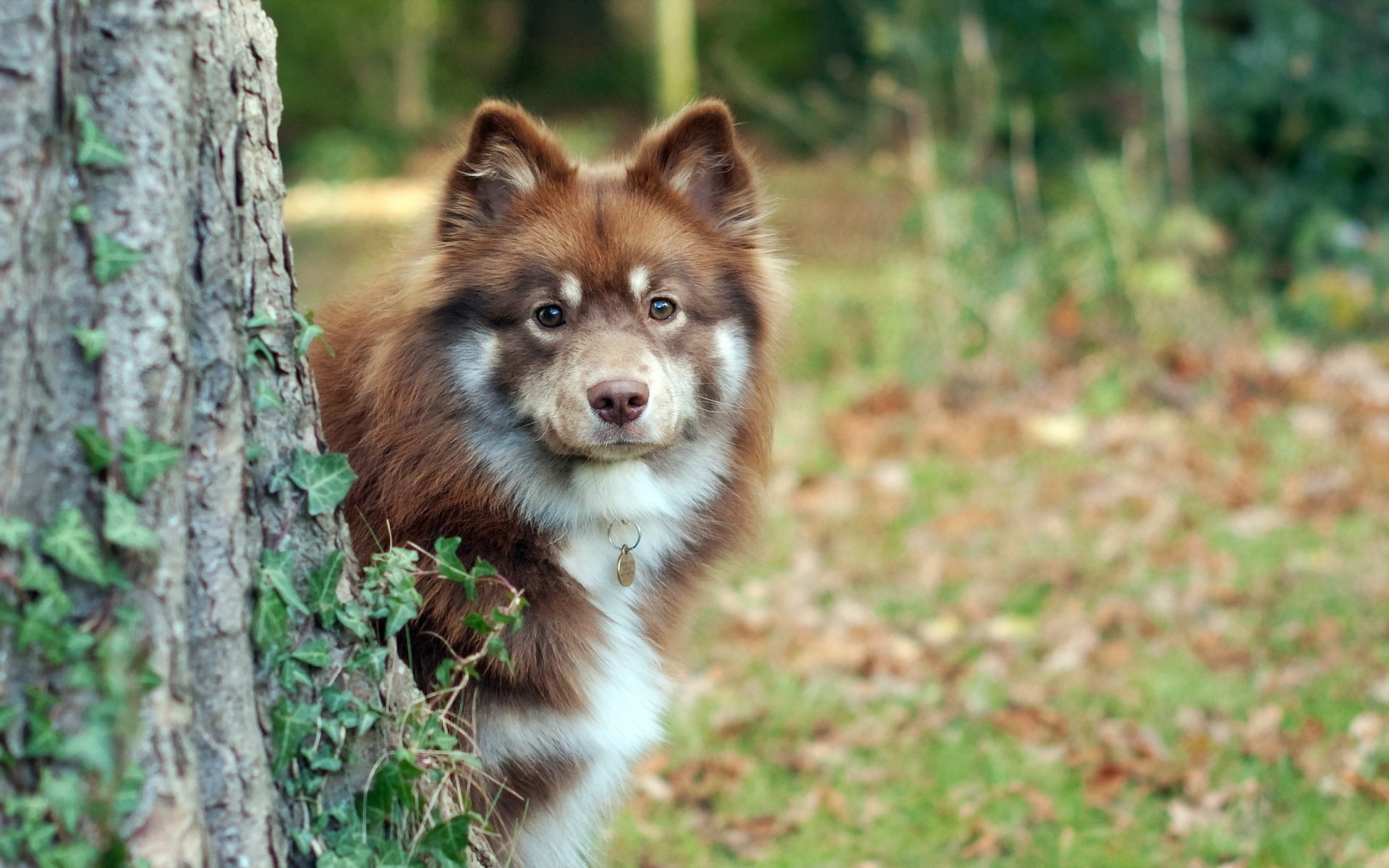 Finnish Lapphund in the snow