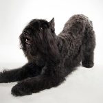 Bouvier des Flandres