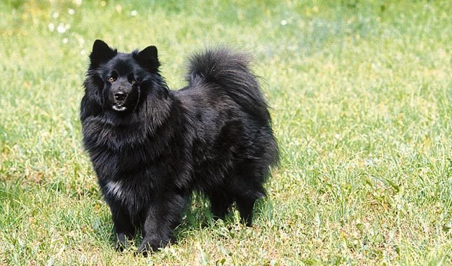 Swedish Lapphund portrait