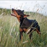 Pinscher Nain