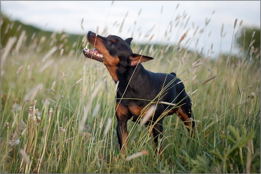 Miniature Pinscher on a walk