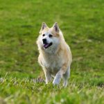 Norwegian Buhund