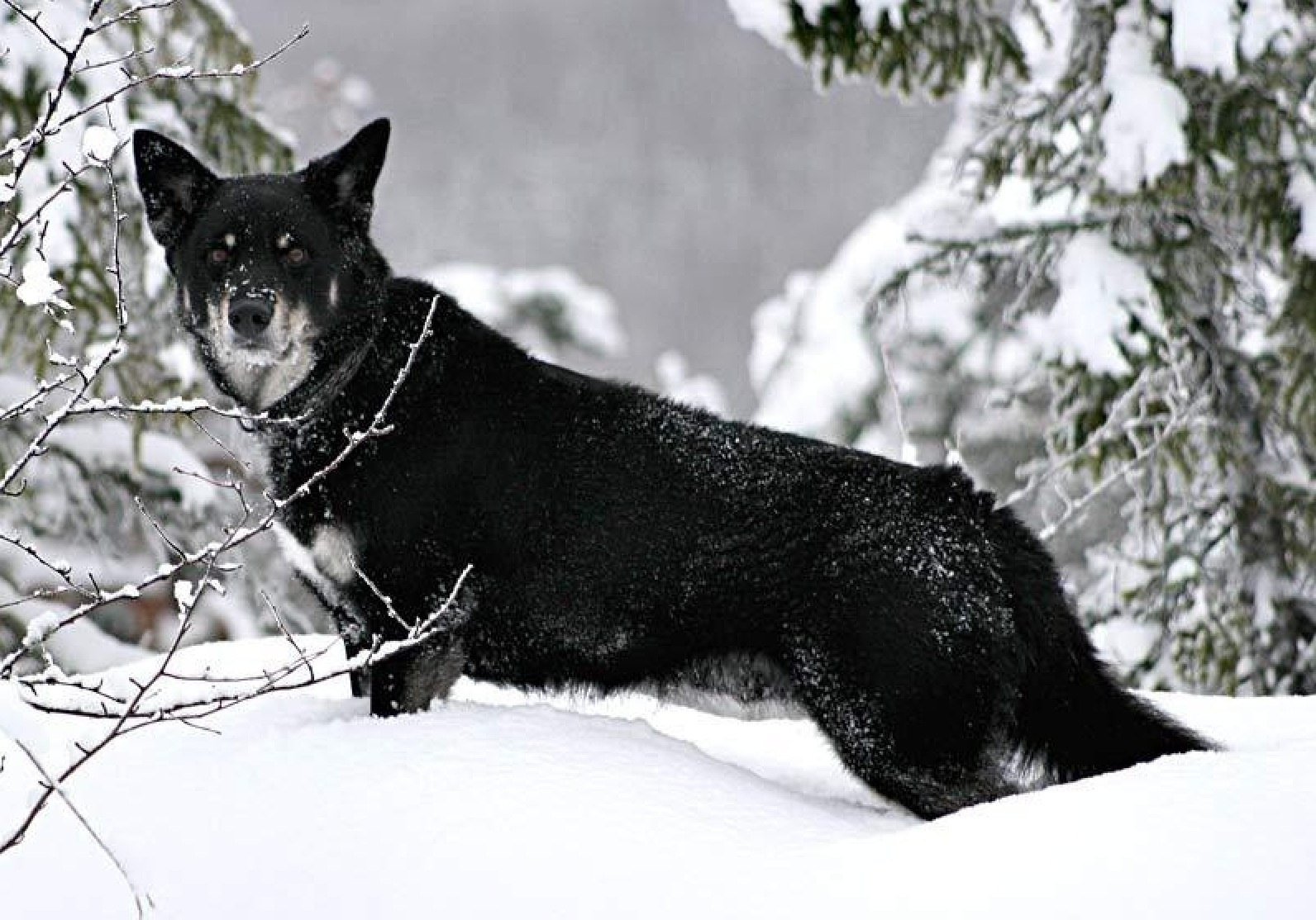Lapponian Herder (Lapinporokoira) photo in stance