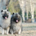 Wolfspitz (Keeshond)