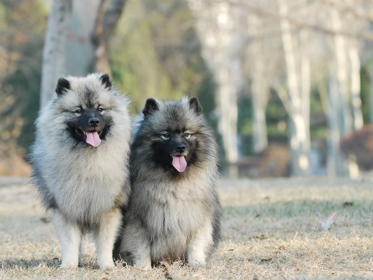 Szpic wilczy (Keeshond)