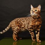 Бенгальський кіт