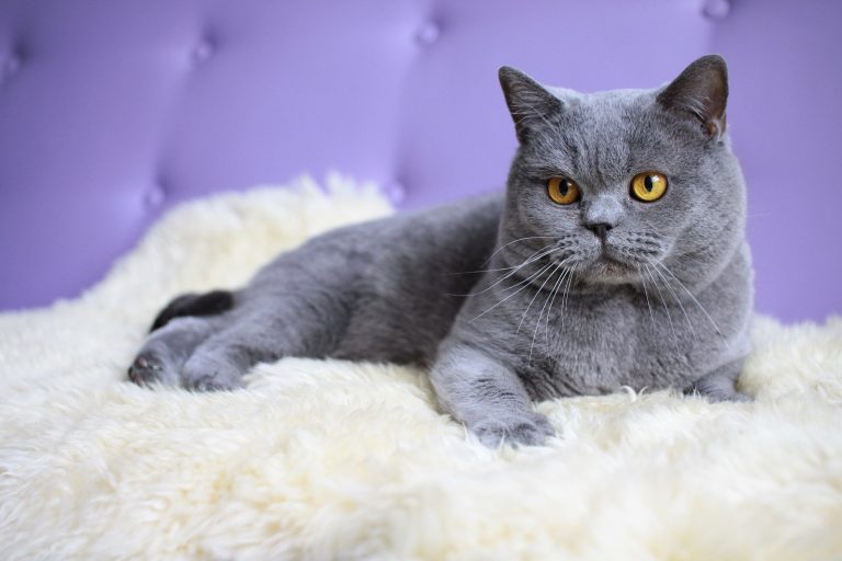 Pisica British Shorthair