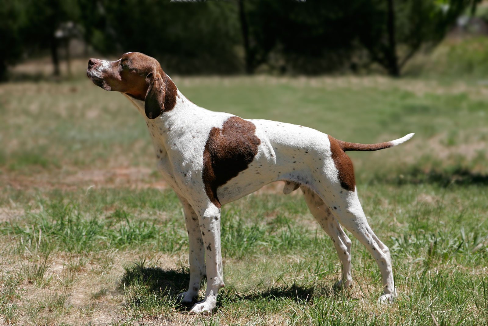 Pointer noir et blanc