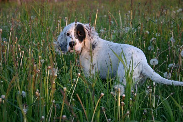 Porträt English Setter Foto