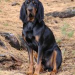 Coonhound noir et feu