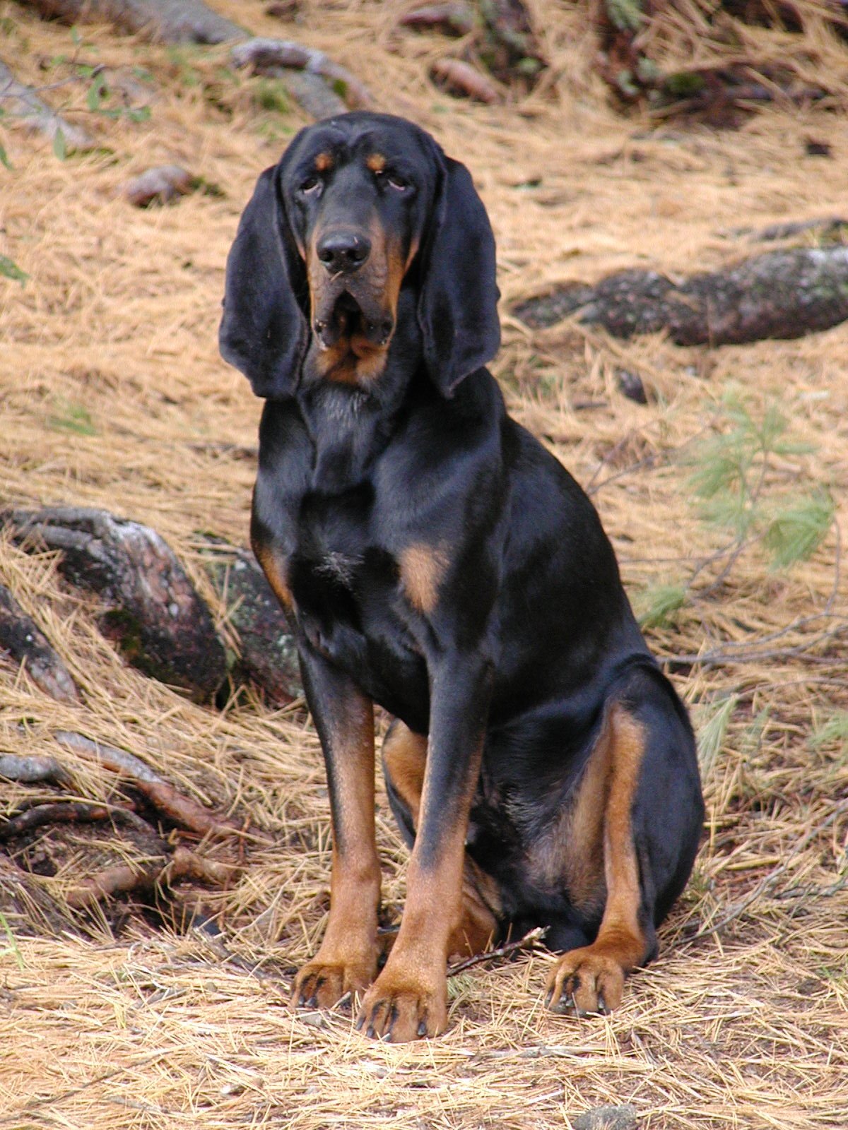 Coonhound negro y fuego en la naturaleza