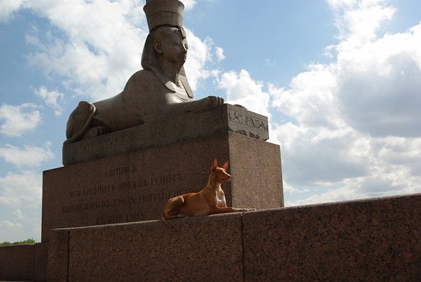 Фараонова собака фото