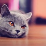 Корат