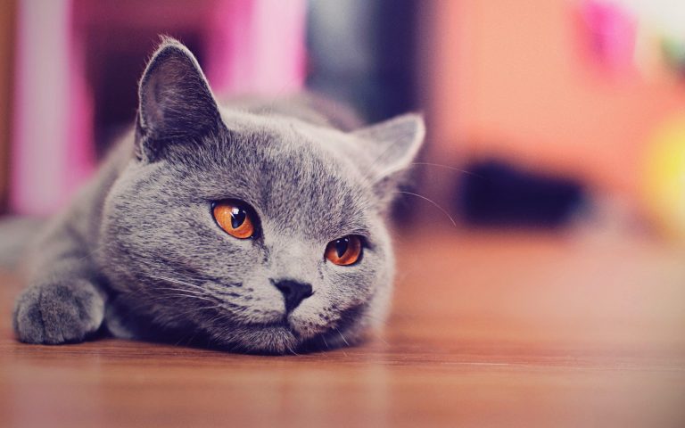 Korat