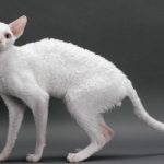 Корніш-рекс