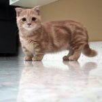 Манчкін