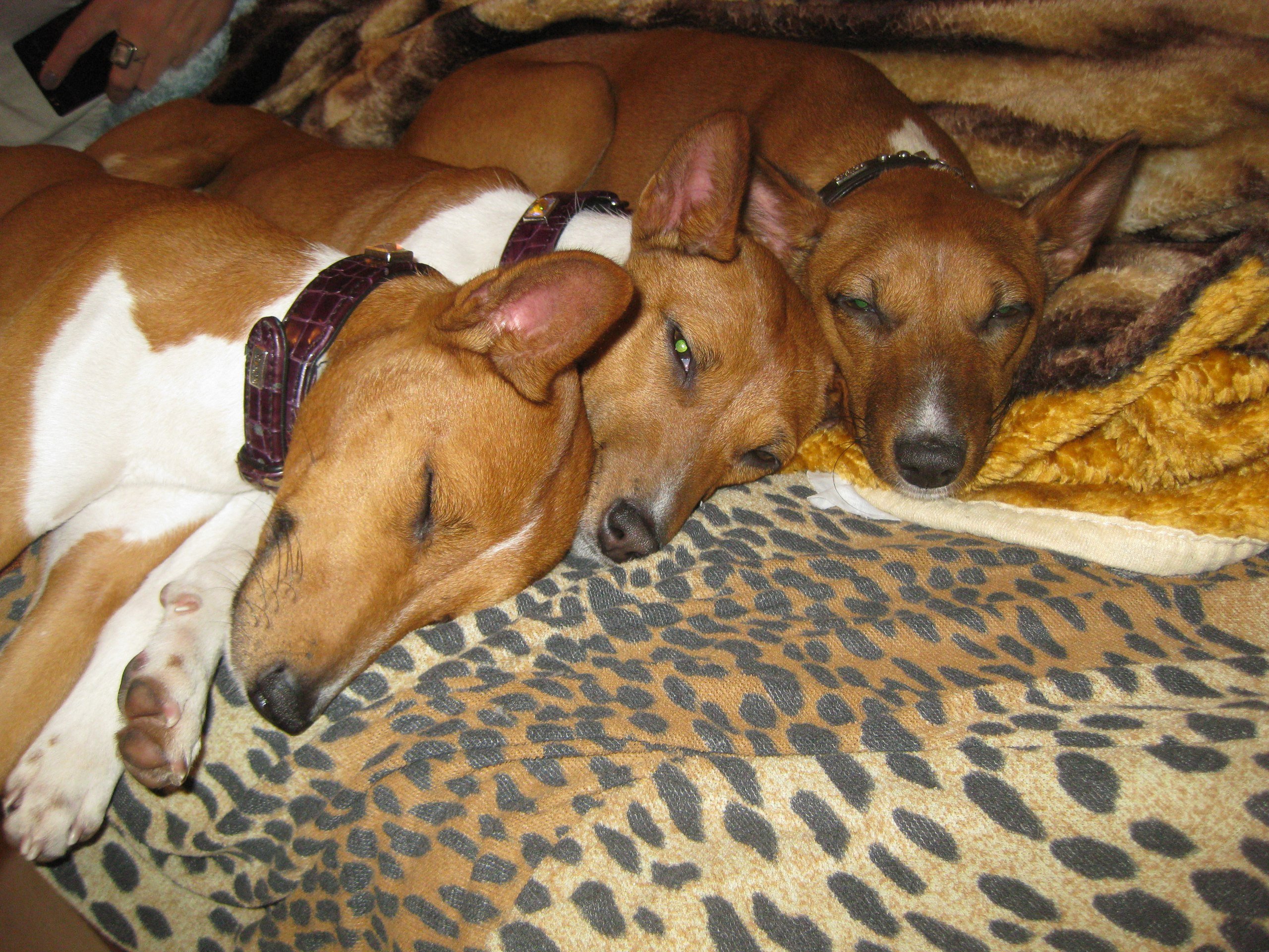 Retrato do Basenji