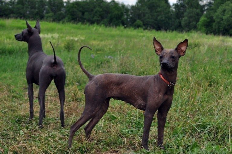 Meksykański pies bezwłosy (Xoloitzcuintli)