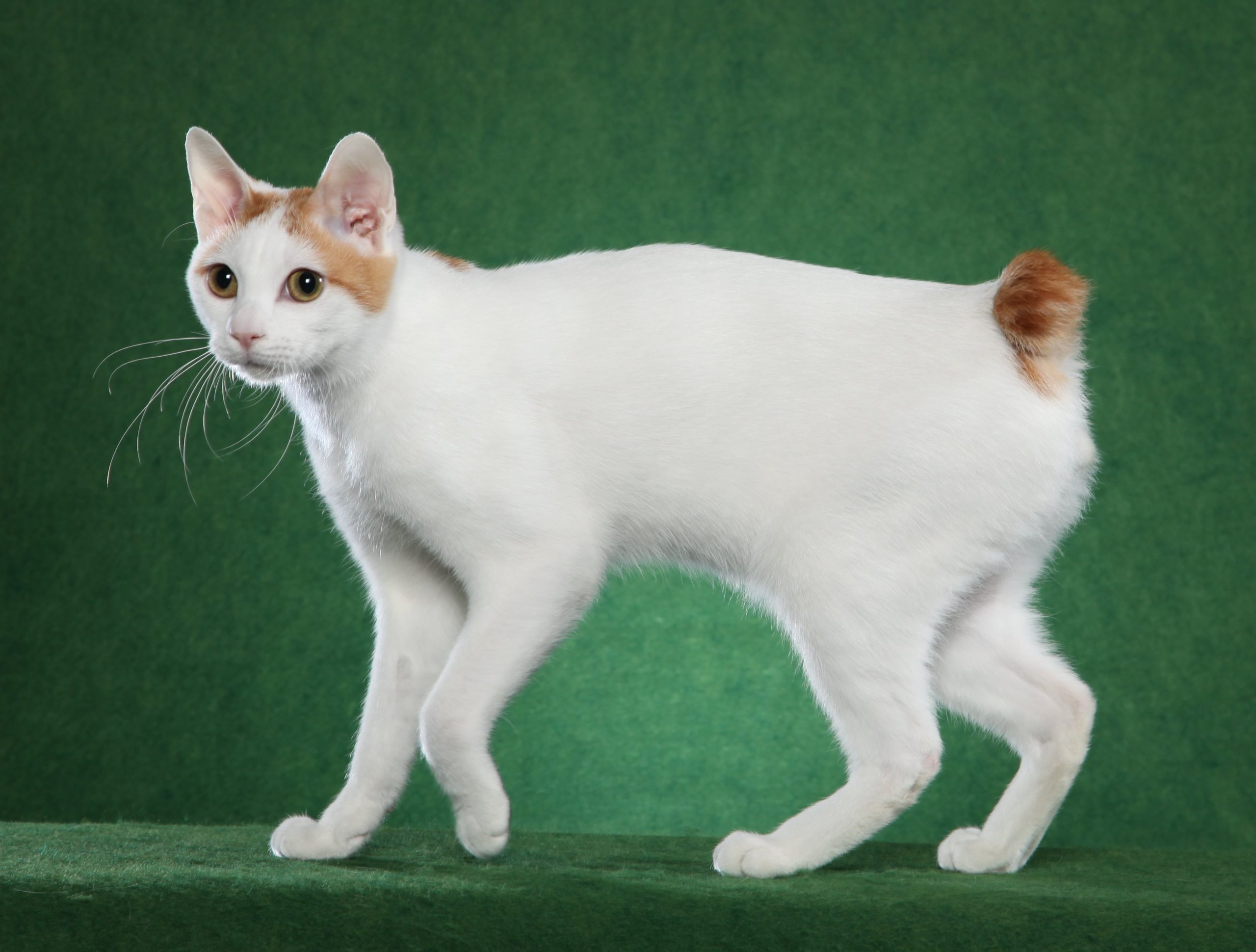 Foto del Bobtail Giapponese