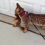 Savannah
