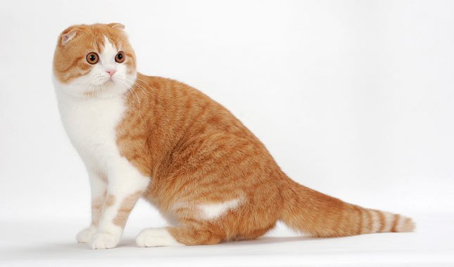 Scottish Fold cat