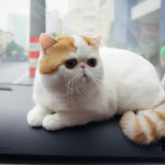 Exotic Shorthair