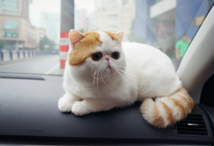 Exotic Shorthair cat logo