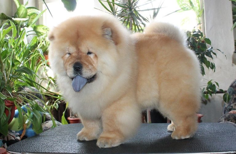 Chow-Chow