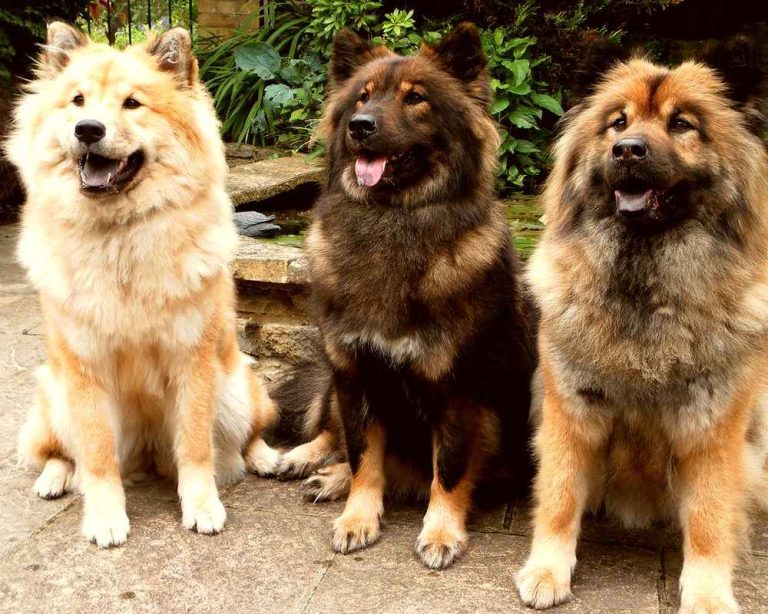 Eurasier