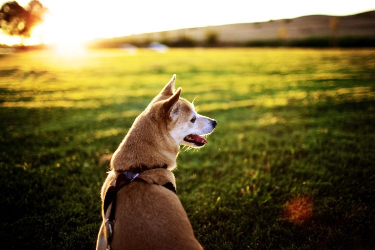 Akita Inu (Akita Japonez)
