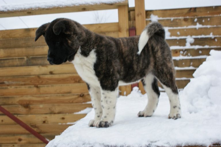 Akita américain (Grand Chien Japonais)