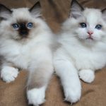 Ragdoll