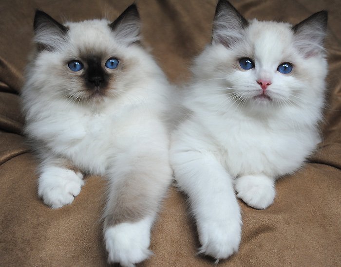 Un gato Ragdoll adulto de punto seal acostado