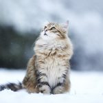 Сибірський кіт