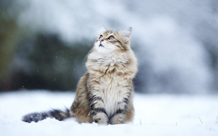 Pisica Siberiană
